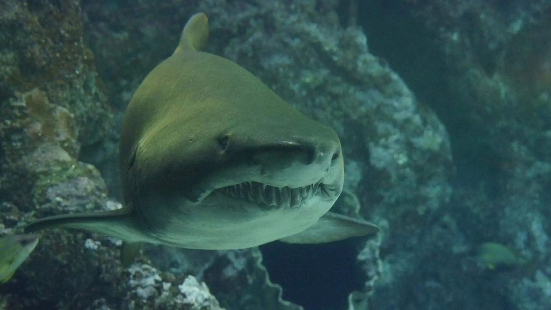 un grupo de tiburones, que habitan al interior de un volcán activo que se encuentra bajo el agua en el Océano Pacífico